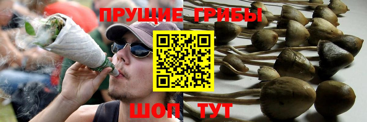 Галлюциногенные грибы Psilocybe Азнакаево
